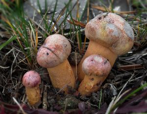 Klikni pro velký obrázek