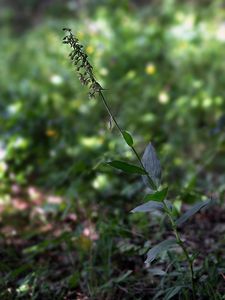 Kruštík širolistý pravý (Epipactis helleborine subsp. helleborine (L.))