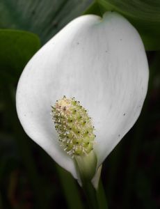 Ďáblík bahenní (Calla palustris L.)