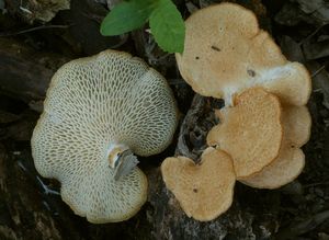 Klikni pro velký obrázek