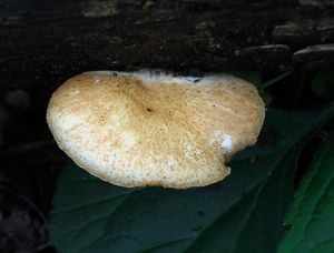 Klikni pro velký obrázek