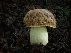 Klikni pro velký obrázek