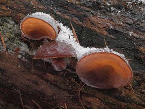 Klikni pro velký obrázek