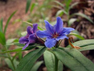 Kamejka modronachová (Lithospermum purpureo-coeruleum L.)