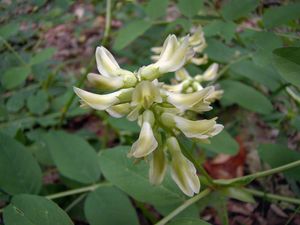 Kozinec sladkolistý (Astragalus glycyphyllos L.)