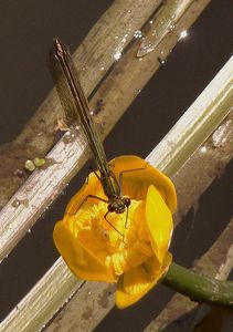 Stulík žlutý (Nuphar lutea (L.))