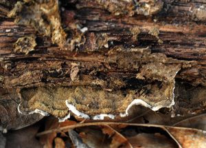 Pevník kaštanový - Porostereum spadiceum