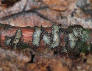 Štěrbinatka dubová - Colpoma quercinum (Pers.) Wallr.
