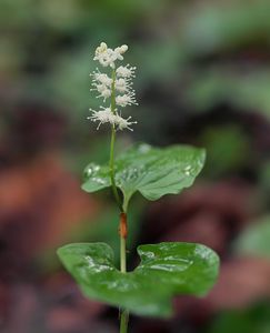 Pstroček dvoulistý (Maianthemum bifolium)