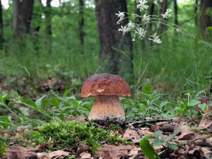 Klikni pro velký obrázek