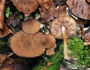 Klikni pro velký obrázek