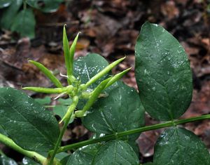 Kozinec sladkolistý (Astragalus glycyphyllos L.)