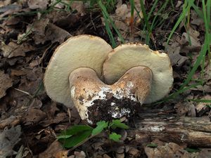 Klikni pro velký obrázek