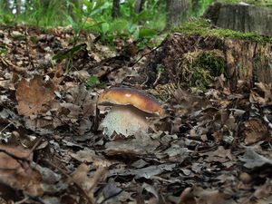 Klikni pro velký obrázek