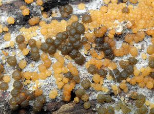 Masenka zlatozelená - Trichoderma aureoviride Rifai 1969