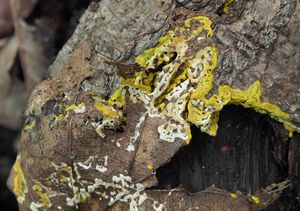 Klikni pro velký obrázek