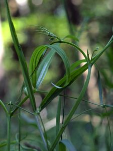 Hrachor lesní (Lathyrus silvestris L.)