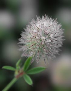 Jetel rolní (Trifolium arvense L.)
