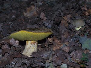 Klikni pro velký obrázek