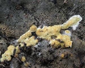 Masenka poduškovitá - Trichoderma pulvinatum (Fuckel) Jaklitsch & Voglmayr 2014