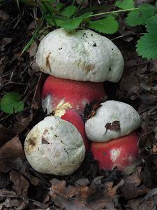 Klikni pro velký obrázek