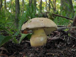 Klikni pro velký obrázek