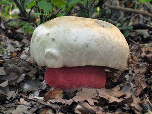 Klikni pro velký obrázek