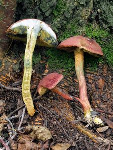 Klikni pro velký obrázek