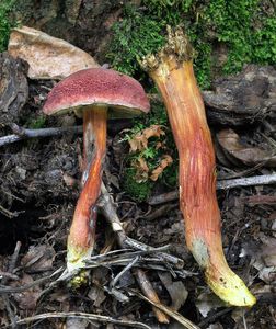 Klikni pro velký obrázek