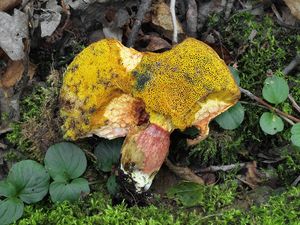 Klikni pro velký obrázek