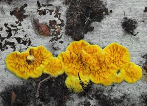 Klikni pro velký obrázek