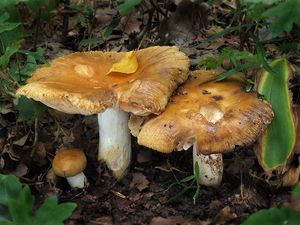 Klikni pro velký obrázek