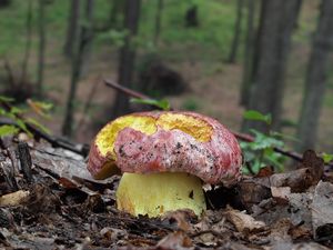 Klikni pro velký obrázek