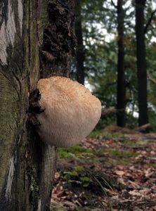 Klikni pro velký obrázek