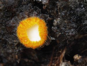 Pavučinovka zlatožlutá - Arachnopeziza aurelia  (Pers.) Fuckel 1870
