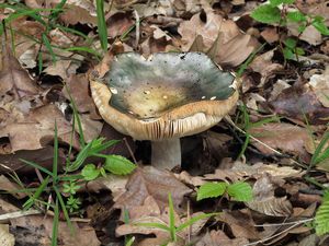 Klikni pro velký obrázek