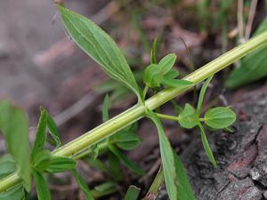 Třezalka skvrnitá (Hypericum maculatum Cr.)