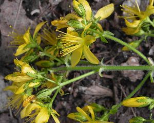 Třezalka chlupatá (Hypericum hirsutum L.)