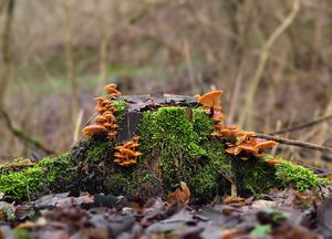 Klikni pro velký obrázek