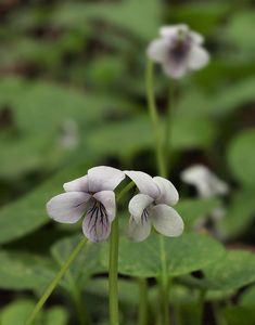 Violka bahenní (Viola palustris L.)
