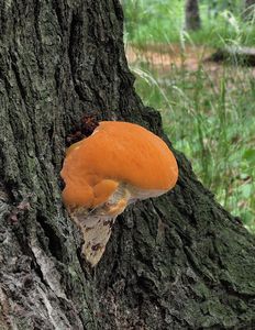 Lesklokorka pryskyřičnatá - Ganoderma resinaceum Boud.