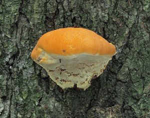 Lesklokorka pryskyřičnatá - Ganoderma resinaceum Boud.