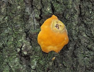 Lesklokorka pryskyřičnatá - Ganoderma resinaceum Boud.