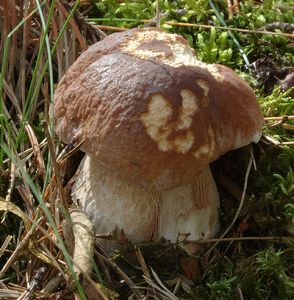 Klikni pro velký obrázek