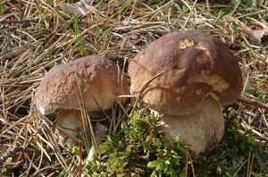 Klikni pro velký obrázek