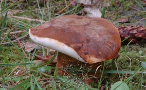 Klikni pro velký obrázek