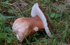 Klikni pro velký obrázek