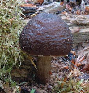 Klikni pro velký obrázek