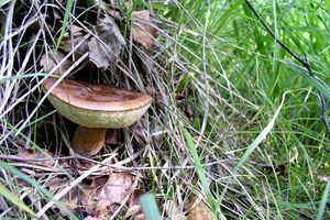 Klikni pro velký obrázek