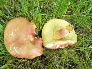 Klikni pro velký obrázek